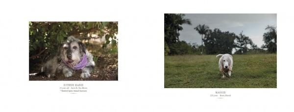 A collage of a goat inspired by the style in "Senior Dogs Across America" by Schiffer Publishing, Ltd., blending the artistic flair found in senior dog photography.
