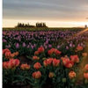 Left: A lone tree rises amid a red tulip field, evoking fine-art landscapes. Right: The Willamette Valley, Oregon glows with radiant tulips at sunset, rays highlighting a distant windmill. Schiffer Publishing, Ltd.