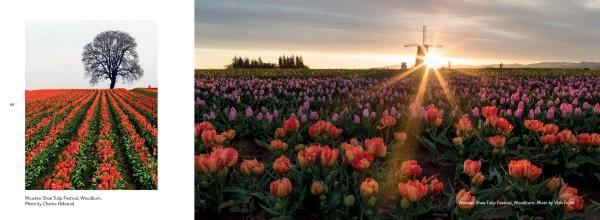 Left: A lone tree rises amid a red tulip field, evoking fine-art landscapes. Right: The Willamette Valley, Oregon glows with radiant tulips at sunset, rays highlighting a distant windmill. Schiffer Publishing, Ltd.