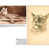 Two sepia-toned drawings from "A Journey through Southern Arizona" by Schiffer Publishing, Ltd. show a bobcat lounging and a detailed close-up. Captions link bobcat behavior and habitat to Southern Arizona’s history and lore.