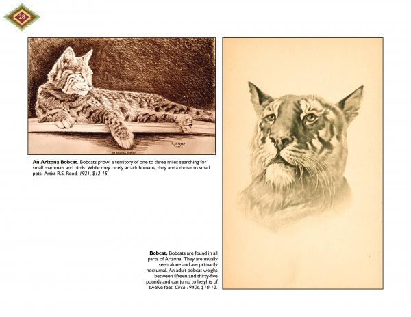 Two sepia-toned drawings from "A Journey through Southern Arizona" by Schiffer Publishing, Ltd. show a bobcat lounging and a detailed close-up. Captions link bobcat behavior and habitat to Southern Arizona’s history and lore.
