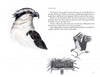 Illustration from "The Birds We Live With" by Schiffer Publishing, Ltd.: an osprey’s head and a landing osprey above a watery nest, in Catherine Clark’s style. Accompanied by text on their conservation comeback and nesting behavior.