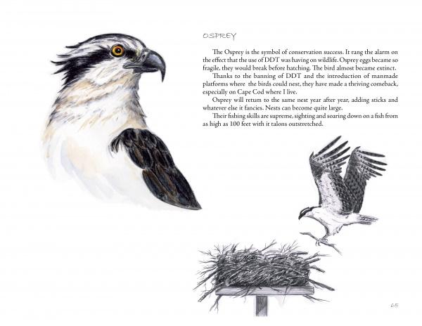 Illustration from "The Birds We Live With" by Schiffer Publishing, Ltd.: an osprey’s head and a landing osprey above a watery nest, in Catherine Clark’s style. Accompanied by text on their conservation comeback and nesting behavior.