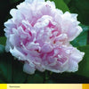 A large, light pink peony in full bloom with ruffled petals stands out among dark green leaves, accented by small Savannah flowers and butterflies. Inspired by the Savannah Botanical Garden. From Savannah's Garden Plants by Schiffer Publishing, Ltd.