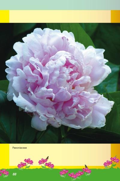 A large, light pink peony in full bloom with ruffled petals stands out among dark green leaves, accented by small Savannah flowers and butterflies. Inspired by the Savannah Botanical Garden. From Savannah's Garden Plants by Schiffer Publishing, Ltd.