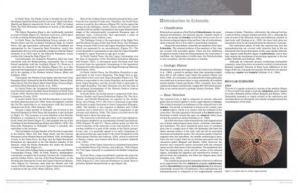 introduction to echinoids