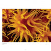 Close-up of vivid yellow-orange sea anemone tentacles radiating like sunbursts, showcasing intricate patterns—an underwater photograph featured in "Seaduction" by Schiffer Publishing, Ltd.