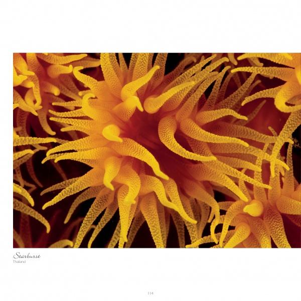 Close-up of vivid yellow-orange sea anemone tentacles radiating like sunbursts, showcasing intricate patterns—an underwater photograph featured in "Seaduction" by Schiffer Publishing, Ltd.