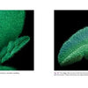 Two close-up images of Cannabis seedling leaves from Schiffer Publishing, Ltd. highlight fine hair-like structures covering their surfaces, with leaf textures and details clearly visible.
