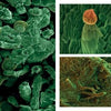 A scientific image from Schiffer Publishing, Ltd.'s Cannabis shows magnified plant material under a microscope, highlighting trichomes, plant cells, and structures in green and brown, with labeled details on the right.