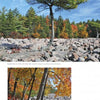 A striking pine tree amid a rocky field and autumn foliage highlights Pennsylvania’s beauty in "Life in the Keystone State" by Schiffer Publishing, Ltd.; below, more vibrant fall trees and boulders complete the scene.