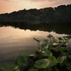 Experience the tranquility of New Jersey parks with "Naturally New Jersey" by Schiffer Publishing, Ltd.—featuring serene lakes at sunset, lily pads, and tree-lined shores silhouetted against a pink and orange sky.