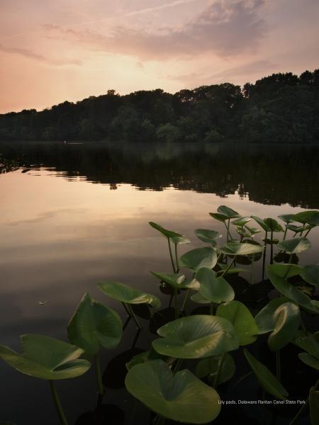 Experience the tranquility of New Jersey parks with "Naturally New Jersey" by Schiffer Publishing, Ltd.—featuring serene lakes at sunset, lily pads, and tree-lined shores silhouetted against a pink and orange sky.