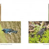 Birds and Beacons of Michigan" by Schiffer Publishing, Ltd. features stunning photos: white-breasted nuthatch on a trunk, black-throated blue warbler on a tree, gray catbird on the ground, and northern cardinal perched—a visual birdwatching guide.