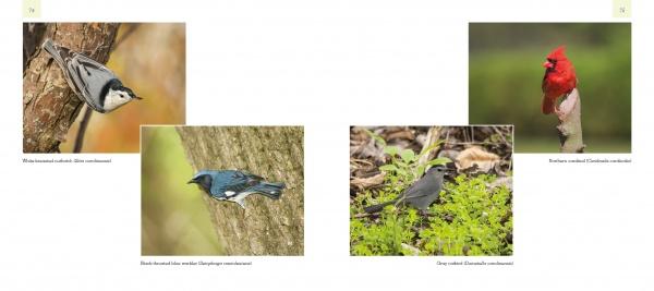 Birds and Beacons of Michigan" by Schiffer Publishing, Ltd. features stunning photos: white-breasted nuthatch on a trunk, black-throated blue warbler on a tree, gray catbird on the ground, and northern cardinal perched—a visual birdwatching guide.
