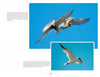 Two terns soar, one in pursuit of the other, with a third flying solo against clear blue skies. "New Jersey Birds and Beyond" by Schiffer Publishing, Ltd. highlights nature observations on the Common and Caspian Terns of New Jersey.