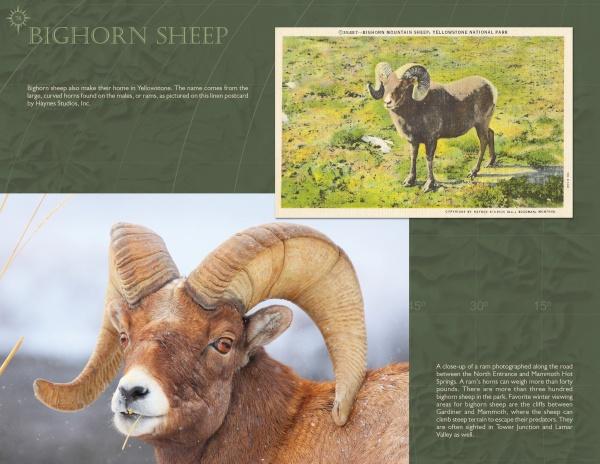 A close-up of a bighorn sheep with curved horns appears next to a vintage Yellowstone National Park postcard in this Schiffer Publishing, Ltd. product, which includes info about bighorn sheep in Yellowstone’s grassy landscape.