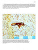A fossilized insect with long antennae in yellowish rock, amid smaller fossils, features in "Mesozoic Fossils II" by Schiffer Publishing, Ltd., highlighting the Crato Formation’s Cretaceous fossils prized by collectors.