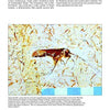 A fossilized insect with long antennae in yellowish rock, amid smaller fossils, features in "Mesozoic Fossils II" by Schiffer Publishing, Ltd., highlighting the Crato Formation’s Cretaceous fossils prized by collectors.