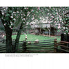Sheep graze beneath blooming apple trees near a rustic barn, evoking scenes found in "The Unlikely Story of the Museum of Appalachia and How It Came To Be" by Schiffer Publishing, Ltd., capturing Southern Appalachian heritage.