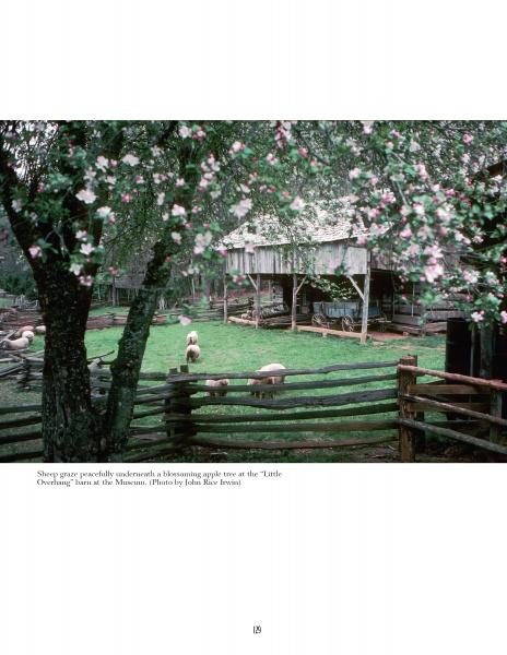 Sheep graze beneath blooming apple trees near a rustic barn, evoking scenes found in "The Unlikely Story of the Museum of Appalachia and How It Came To Be" by Schiffer Publishing, Ltd., capturing Southern Appalachian heritage.