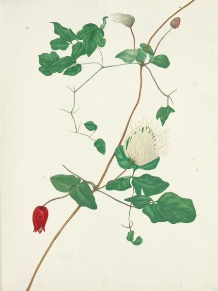 A botanical illustration inspired by Texas wildflowers, "Texas Wild Flowers" from Schiffer Publishing, Ltd., features a vine with green leaves, a closed red bud, and white flowers on a slender brown stem.