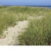 A sandy path through tall beach grass leads to the blue sea under a clear sky, capturing classic Nantucket beauty—perfectly presented in "Nantucket Vistas" by Schiffer Publishing, Ltd., an ideal souvenir book.