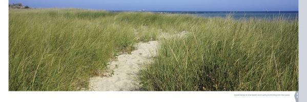 A sandy path through tall beach grass leads to the blue sea under a clear sky, capturing classic Nantucket beauty—perfectly presented in "Nantucket Vistas" by Schiffer Publishing, Ltd., an ideal souvenir book.
