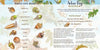 Illustrated infographic from Schiffer Publishing, Ltd.'s "The Tiny Giant," showing North American acorns by oak species with Arbor Day facts, history, and oak graphics—great for teaching how forests grow or for a children's nature book.