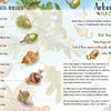 Illustrated infographic from Schiffer Publishing, Ltd.'s "The Tiny Giant," showing North American acorns by oak species with Arbor Day facts, history, and oak graphics—great for teaching how forests grow or for a children's nature book.