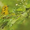 A small yellow bird with black streaks perches amid green leaves and white flower buds—a striking scene featured in "Visions" by Schiffer Publishing, Ltd., ideal for bird photography enthusiasts.