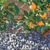 Orange trees with ripe fruit grow above smooth gray stones in a scene reflecting Northern California gardens. Sunlight casts shadows, and a gardening quote appears beside the image. Product: Regional Landscape Architecture: Northern California by Schiffer Publishing, Ltd.