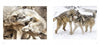 A collage titled "Wolf Sanctuary" by Schiffer Publishing, Ltd. captures the snowy beauty of wolves as seen at Speedwell Forge Wolf Sanctuary.