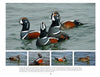 The book "New Jersey Birds and Beyond" by Schiffer Publishing, Ltd. features stunning photos of four vividly marked Harlequin ducks, including a brown female, making it perfect for bird enthusiasts and wildlife photography fans.