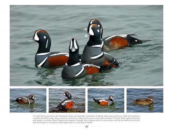 The book "New Jersey Birds and Beyond" by Schiffer Publishing, Ltd. features stunning photos of four vividly marked Harlequin ducks, including a brown female, making it perfect for bird enthusiasts and wildlife photography fans.