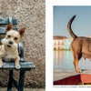 In classic Emmy Park style, The Dogs of Cuba by Schiffer Publishing, Ltd. shows two dogs on a metal bench against a stone wall (left), and a brown Cuban street dog with short legs near a colorful waterfront (right).