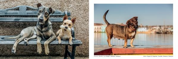 In classic Emmy Park style, The Dogs of Cuba by Schiffer Publishing, Ltd. shows two dogs on a metal bench against a stone wall (left), and a brown Cuban street dog with short legs near a colorful waterfront (right).