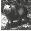 A capybara stands on dappled ground in a shaded area, looking toward the camera. Bushes and branches fill the background. This image appears in the book "Strange Pennsylvania Monsters" by Schiffer Publishing, Ltd.