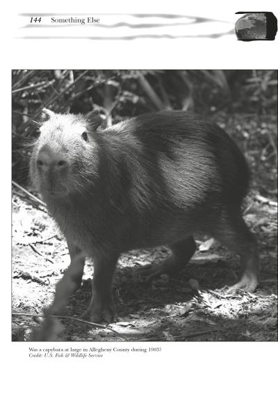 A capybara stands on dappled ground in a shaded area, looking toward the camera. Bushes and branches fill the background. This image appears in the book "Strange Pennsylvania Monsters" by Schiffer Publishing, Ltd.