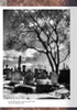 Black-and-white photo of gravestones and monuments under a leafless tree in Laurel Hill Cemetery, with dramatic clouds and sunlight, capturing mourning customs. Featured in "Cemetery Gates" by Schiffer Publishing, Ltd.