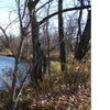 Leaf-covered ground and bare trees line a calm river, sunlight casting shadows on tall grass—a peaceful scene often featured in "Ghosts of Buffalo" by Schiffer Publishing, Ltd.