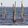 Several wooden poles with fishing nets reach from the calm sea as a seagull and cormorant perch nearby—classic Chesapeake Bay scenery featured in "Chesapeake Views" by Schiffer Publishing, Ltd., capturing tranquil moments under a clear sky.