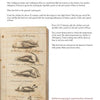 A cookbook page from "The Culinary Lives of John & Abigail Adams" by Schiffer Publishing, Ltd. shows roast chicken instructions, vintage art of five poultry methods, New England recipes, and historical image source details in small print.
