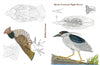 Featuring colored illustrations and detailed black-and-white sketches of birds, 50 Bird Woodcarving Patterns by Schiffer Publishing, Ltd. offers perfect inspiration for woodcarvers and pattern creators.