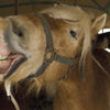 A brown horse with a blond mane grins widely, just like the quirky images from Faces of Lancaster County Postcards by Schiffer Publishing, Ltd. Other horses and a person in a hat stand under a tent in the background.