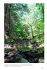 Potomac Pathway by Schiffer Publishing, Ltd. captures a serene forest in the Potomac Valley, where tall hemlock and pine trees border a rocky stream. Sunlight filters through the lush canopy, reflecting on the water and evoking Chesapeake & Ohio Canal tranquility.