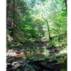 Potomac Pathway by Schiffer Publishing, Ltd. captures a serene forest in the Potomac Valley, where tall hemlock and pine trees border a rocky stream. Sunlight filters through the lush canopy, reflecting on the water and evoking Chesapeake & Ohio Canal tranquility.