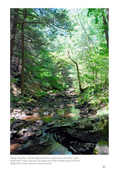 Potomac Pathway by Schiffer Publishing, Ltd. captures a serene forest in the Potomac Valley, where tall hemlock and pine trees border a rocky stream. Sunlight filters through the lush canopy, reflecting on the water and evoking Chesapeake & Ohio Canal tranquility.