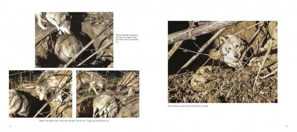 Four photographs from "Wolf Sanctuary" by Schiffer Publishing, Ltd. depict wolves in an outdoor enclosure—three show one wolf digging and nudging another into a hole, while the fourth features a single wolf sitting in the spot.