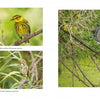 Birds and Beacons of Michigan by Schiffer Publishing, Ltd. features a collage of birds on a branch, inspired by top birding hotspots—an ideal guide for Michigan birdwatchers.